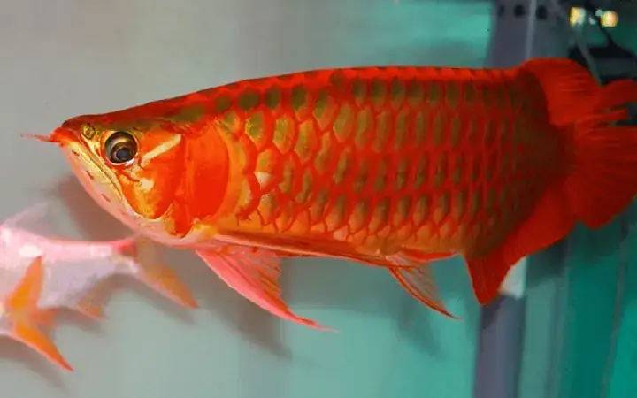 Mua Cá Rồng Huyết Long: Giá, Địa Chỉ Uy Tín Và Kinh Nghiệm Chọn Nuôi