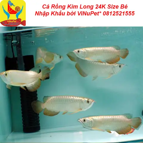 Mua Cá Rồng Ở Đâu Uy Tín: Hướng Dẫn Chi Tiết & Địa Chỉ Tin Cậy