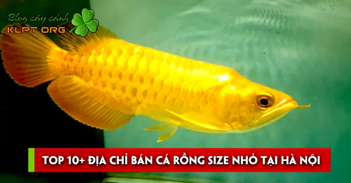 Mua Cá Rồng Size Nhỏ: Giá Tốt, Địa Chỉ Uy Tín & Lưu Ý Cho Người Mới