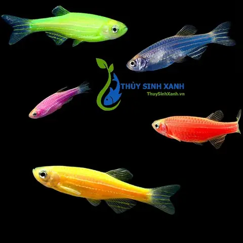 Mua Cá Sọc Ngựa Cánh Tiên: Giá Rẻ, Đủ Màu Sắc & Hướng Dẫn Chi Tiết