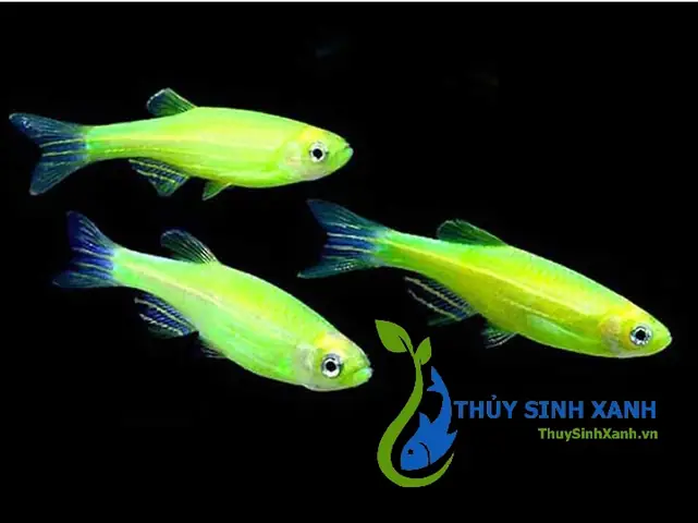 Mua Cá Sọc Ngựa Cánh Tiên: Giá Rẻ, Đủ Màu Sắc & Hướng Dẫn Chi Tiết