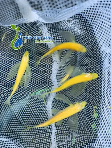 Mua Cá Sọc Ngựa Cánh Tiên: Giá Rẻ, Đủ Màu Sắc & Hướng Dẫn Chi Tiết