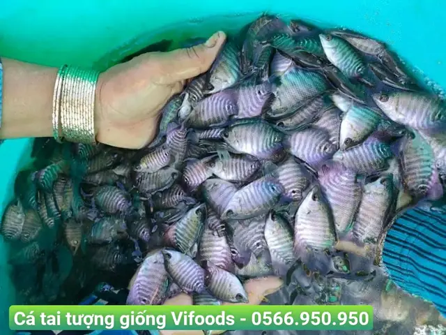 Mua Cá Tai Tượng: Giá Cả, Nơi Bán & Cách Chọn Giống Chuẩn
