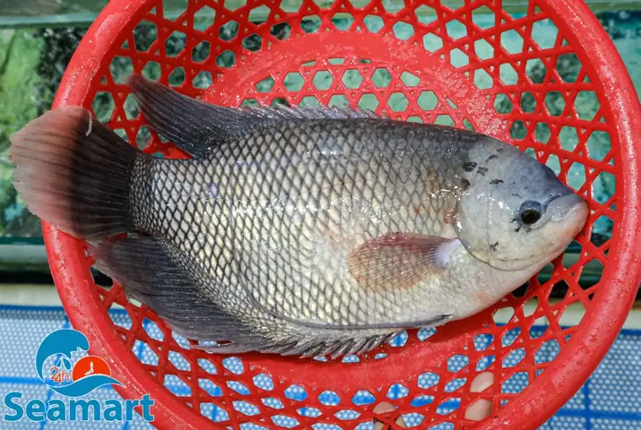 Mua Cá Tai Tượng: Giá Cả, Nơi Bán & Cách Chọn Giống Chuẩn