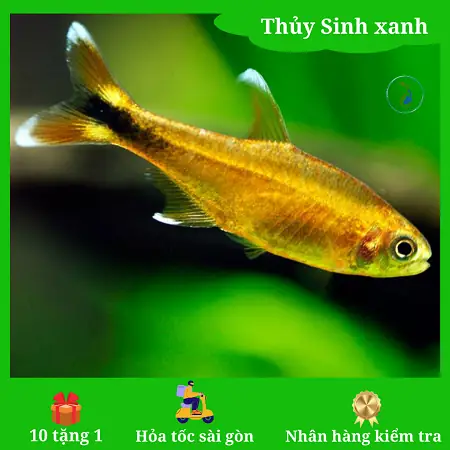 Mua Cá Thủy Sinh Đẹp, Đa Dạng - Hướng Dẫn Chọn & Địa Chỉ Uy Tín