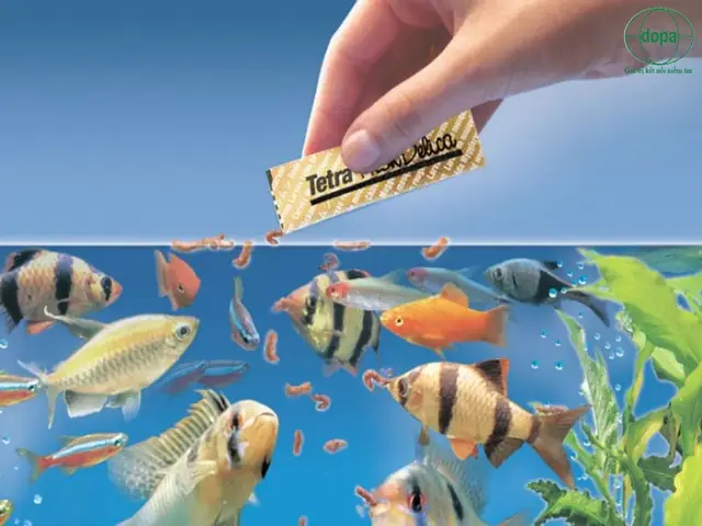 Mùa Đông Nên Nuôi Cá Gì? Top 5+ Giống Cá Chịu Lạnh Tốt, Dễ Nuôi