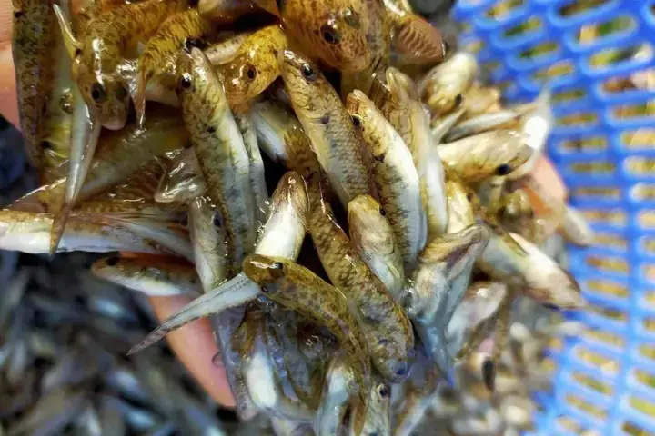 Mua Giống Cá Bống Tượng Ở Đâu Uy Tín, Giá Tốt Toàn Quốc