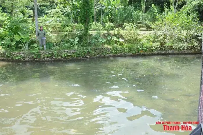 Mua Giống Cá Dầm Xanh Ở Đâu Uy Tín, Giá Tốt Nhất 2024 Mua Giống Cá Dầm Xanh Ở Đâu Uy Tín, Giá Tốt Nhất 2024