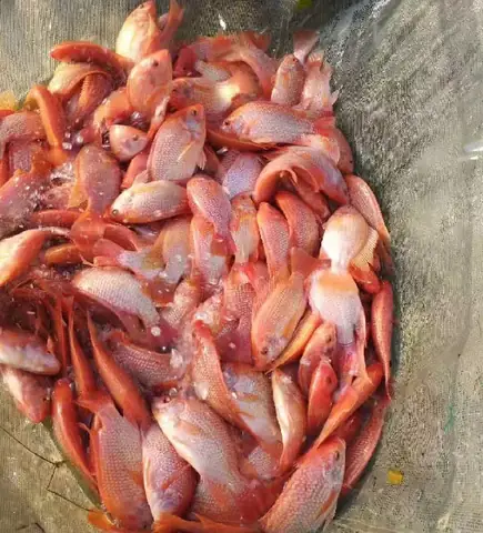Mua Giống Cá Diêu Hồng Ở Đâu Uy Tín, Giao Hàng Tận Nơi