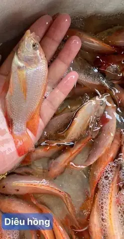 Mua Giống Cá Diêu Hồng Ở Đâu Uy Tín, Giao Hàng Tận Nơi