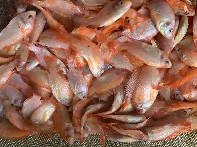 Mua Giống Cá Diêu Hồng Ở Đâu Uy Tín, Giao Hàng Tận Nơi