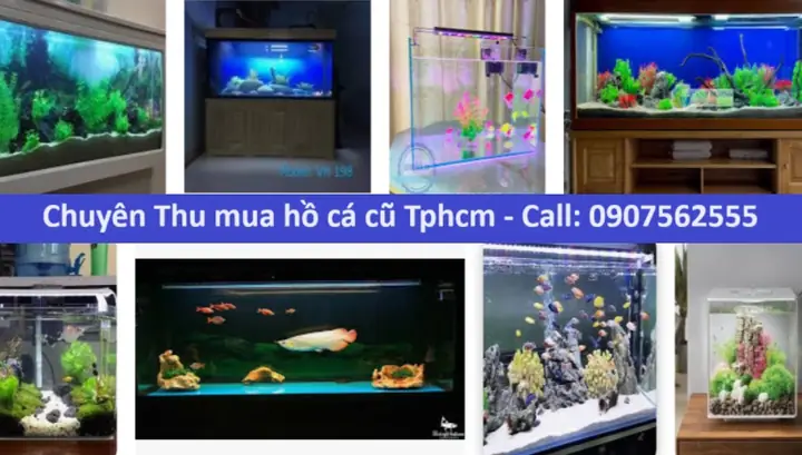 Mua Hồ Cá Cũ Gò Vấp: Hướng Dẫn Chi Tiết & Nơi Tìm Uy Tín