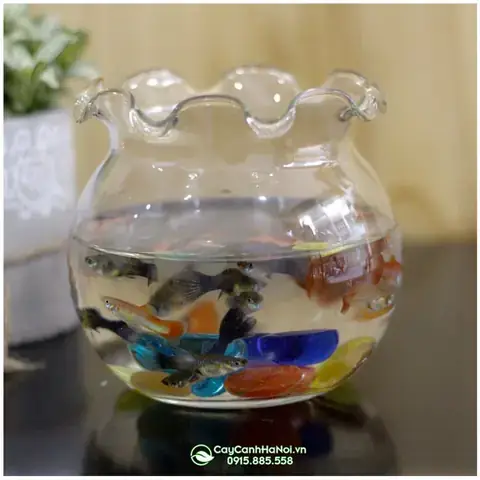 Mua Lọ Thủy Tinh Nuôi Cá: Nơi Bán, Giá Tốt & Lưu Ý Chọn Lọc