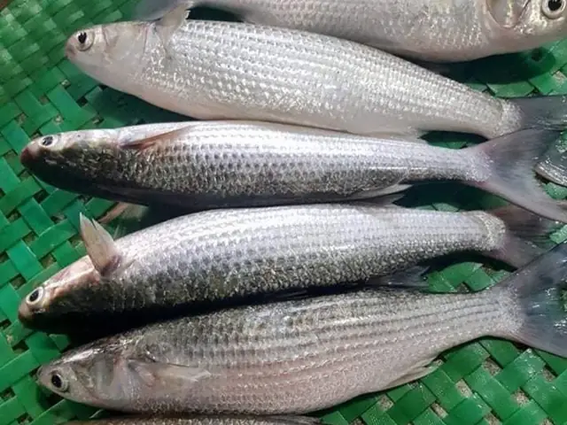 Mullet Là Cá Gì? Khám Phá Loài Cá Mang Tên "kiểu Tóc" Nổi Tiếng