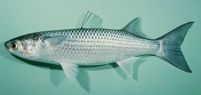 Mullet Là Cá Gì? Khám Phá Loài Cá Mang Tên "kiểu Tóc" Nổi Tiếng