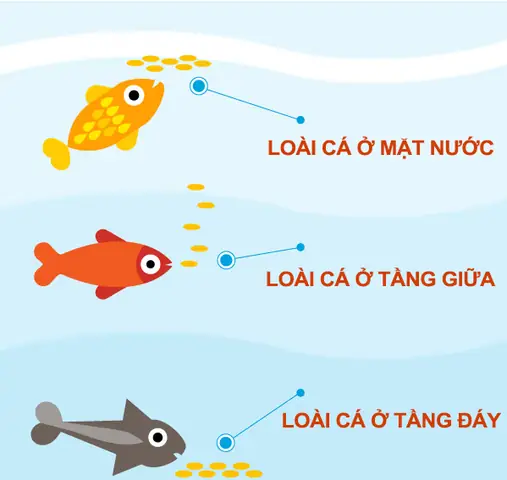 Hướng Dẫn Chi Tiết Cách Cho Cá Cảnh Ăn Đúng Cách Và Khoa Học