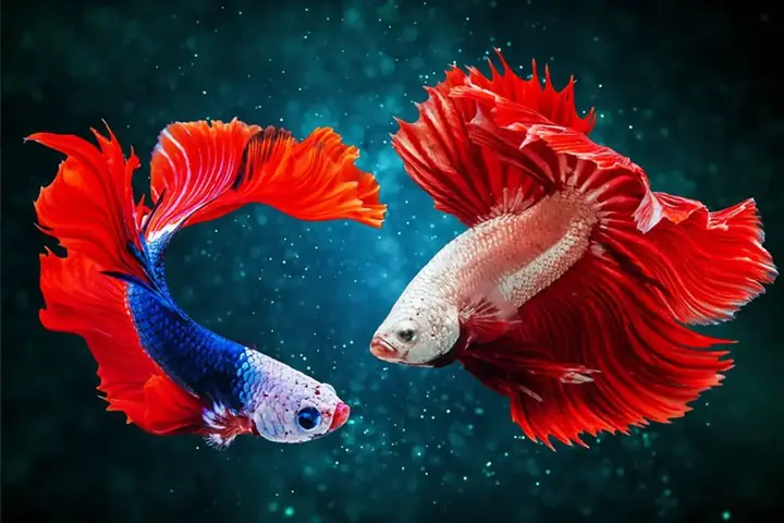 Nên Nuôi Cá Cảnh Gì Trong Nhà? Top 10+ Loại Đẹp, Dễ Nuôi & Thu Hút Tài Lộc