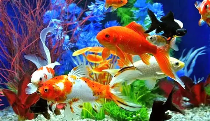 Nên Nuôi Cá Cảnh Gì Trong Nhà? Top 10+ Loại Đẹp, Dễ Nuôi & Thu Hút Tài Lộc