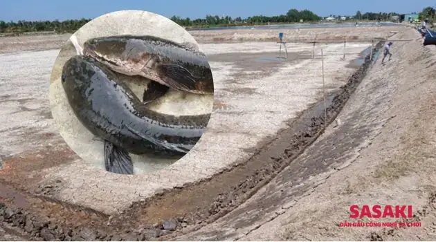 Nên Nuôi Cá Gì Trong Ao Tù? Lựa Chọn Tối Ưu & Kỹ Thuật Cơ Bản Nên Nuôi Cá Gì Trong Ao Tù? Lựa Chọn Tối Ưu & Kỹ Thuật Cơ Bản
