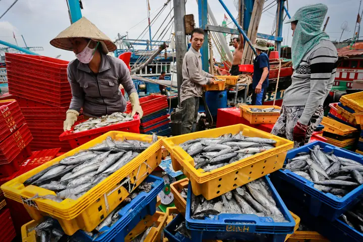 Nghề Đánh Bắt Cá Biển: Khám Phá Truyền Thống, Kỹ Thuật Và Giá Trị Bền Vững Nghề Đánh Bắt Cá Biển: Khám Phá Truyền Thống, Kỹ Thuật Và Giá Trị Bền Vững