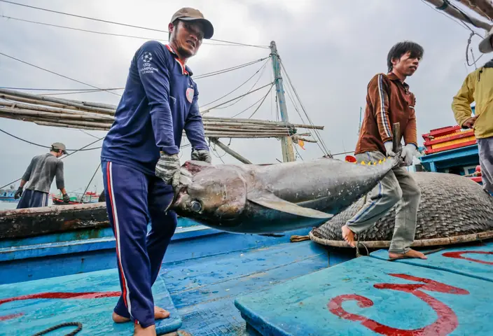 Nghề Đánh Bắt Cá Biển: Khám Phá Truyền Thống, Kỹ Thuật Và Giá Trị Bền Vững Nghề Đánh Bắt Cá Biển: Khám Phá Truyền Thống, Kỹ Thuật Và Giá Trị Bền Vững