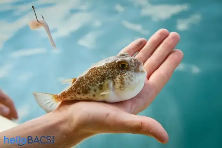 Ngộ Độc Cá Nóc: Cách Xử Trí, Triệu Chứng Và Phòng Ngừa Hiệu Quả