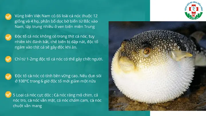 Ngộ Độc Cá Nóc: Cách Xử Trí, Triệu Chứng Và Phòng Ngừa Hiệu Quả