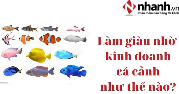 Nhập Cá Cảnh Ở Đâu Uy Tín Tại Tp.hcm Và Hà Nội: Hướng Dẫn Chi Tiết