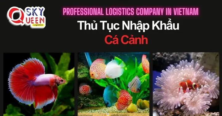 Nhập Cá Cảnh Ở Đâu Uy Tín Tại Tp.hcm Và Hà Nội: Hướng Dẫn Chi Tiết