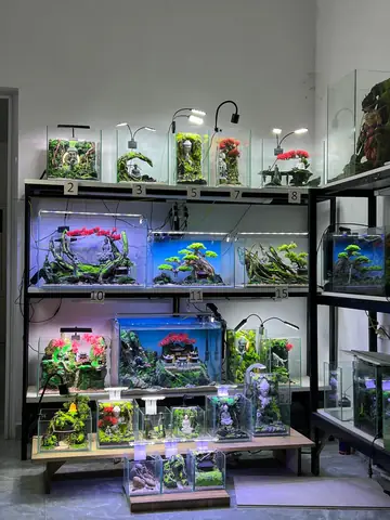 Nhập Cá Cảnh Ở Đâu Uy Tín Tại Tp.hcm Và Hà Nội: Hướng Dẫn Chi Tiết