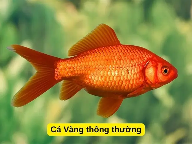Cá Vàng: Đặc Điểm, Các Loại Phổ Biến Và Cách Nuôi Chăm Sóc Chi Tiết