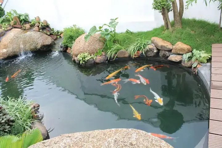 Top 100+ Mẫu Hồ Cá Đẹp Nhất: Hướng Dẫn Chi Tiết Từ A-z