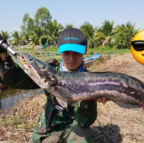 Trải Nghiệm Câu Cá Giải Trí: Khám Phá Niềm Vui, Kỹ Thuật Và Những Khoảnh Khắc Đáng Nhớ