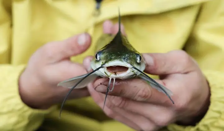Cách Xử Lý Khi Bị Nọc Độc Cá Ngát Đâm: Sơ Cứu Và Điều Trị Hiệu Quả