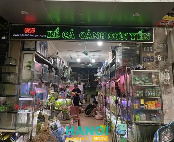 Nơi Bán Cá Cảnh Giá Sỉ Uy Tín: Hướng Dẫn Chi Tiết & Địa Chỉ