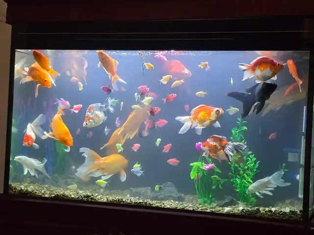 Top 10+ Nơi Bán Cá Cảnh Uy Tín, Giá Tốt Tại Gò Vấp Top 10+ Nơi Bán Cá Cảnh Uy Tín, Giá Tốt Tại Gò Vấp