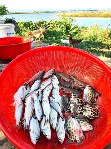 Nơi Bán Cá Nâu Giống Uy Tín, Giá Tốt & Hướng Dẫn Chọn Mua