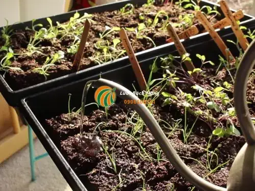 Nước Nuôi Cá Tưới Cây: Lợi Ích, Lưu Ý Và Cách Sử Dụng Hiệu Quả