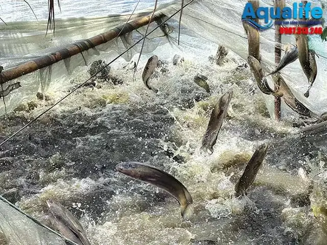 Nước Phèn Nuôi Cá Gì? Top 7 Loài Cá "bất Chấp" Môi Trường Phèn & Cách Xử Lý Hiệu Quả