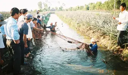 Nước Phèn Nuôi Cá Gì? Top 7 Loài Cá "bất Chấp" Môi Trường Phèn & Cách Xử Lý Hiệu Quả