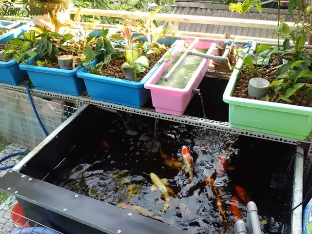 Hướng Dẫn Nuôi Cá Ăn Tại Nhà Đơn Giản, Hiệu Quả Cho Người Mới Bắt Đầu