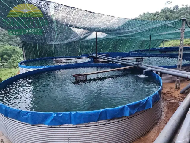 Hướng Dẫn Nuôi Cá Bằng Bạt Hiệu Quả: Lựa Chọn Bạt, Kỹ Thuật Thi Công & Các Loại Cá Phù Hợp