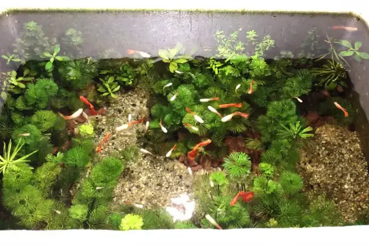 Hướng Dẫn Nuôi Cá Bằng Thùng Xốp Đơn Giản, Hiệu Quả Tại Nhà Hướng Dẫn Nuôi Cá Bằng Thùng Xốp Đơn Giản, Hiệu Quả Tại Nhà