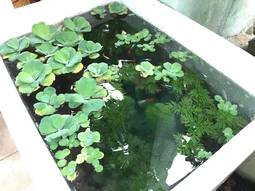 Hướng Dẫn Nuôi Cá Bằng Thùng Xốp Đơn Giản, Hiệu Quả Tại Nhà Hướng Dẫn Nuôi Cá Bằng Thùng Xốp Đơn Giản, Hiệu Quả Tại Nhà