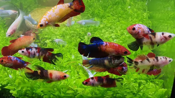 Cách Nuôi Cá Betta Theo Đàn Thành Công: Hướng Dẫn Chi Tiết Cho Người Mới