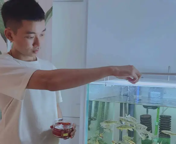 Hướng Dẫn Nuôi Cá Bống Cảnh Chi Tiết Từ A-z Cho Người Mới Bắt Đầu