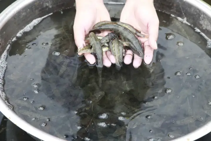 Kỹ Thuật Nuôi Cá Bống Cát: Hướng Dẫn Chi Tiết Từ Ao Nuôi Đến Lợi Nhuận