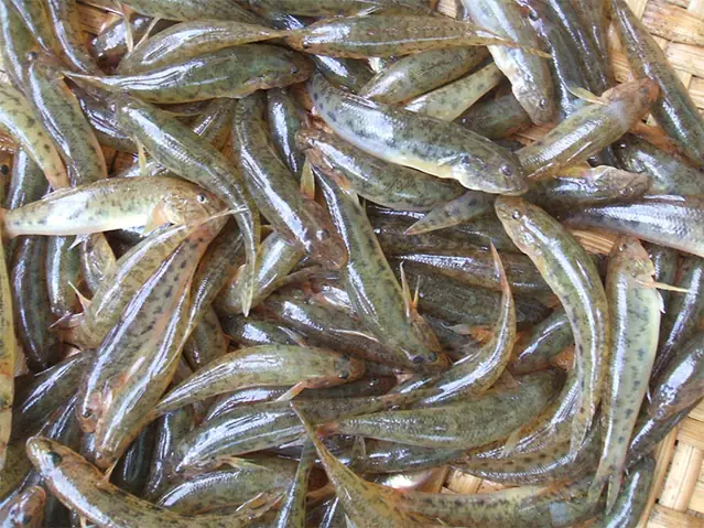 Kỹ Thuật Nuôi Cá Bống Cát: Hướng Dẫn Chi Tiết Từ Ao Nuôi Đến Lợi Nhuận