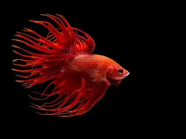 Bí Quyết Nuôi Cá Bột Lớn Nhanh, Ít Đẹt Như Chuyên Gia