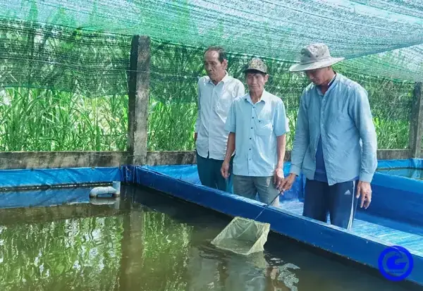 Nuôi Cá Cảnh Làm Giàu: Kinh Nghiệm Thành Công Từ A-z Cho Người Mới Bắt Đầu